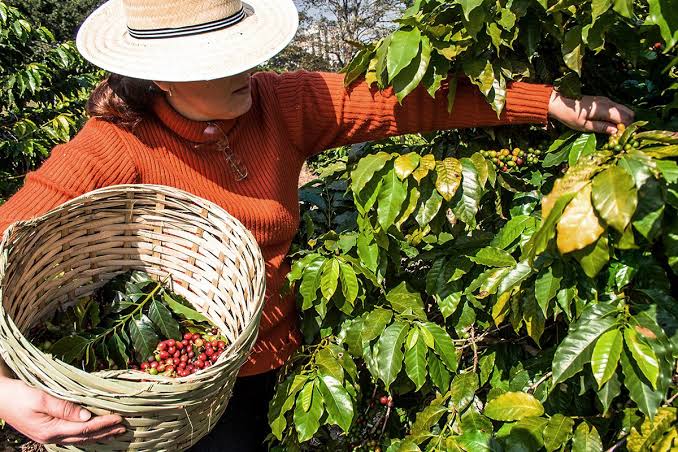 Tour del café en Antioquia: qué esperar de la experiencia